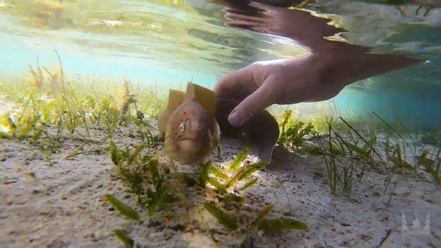 Одесситы в Египте. День 5. Мурены уходят по-английски смотреть онлайн