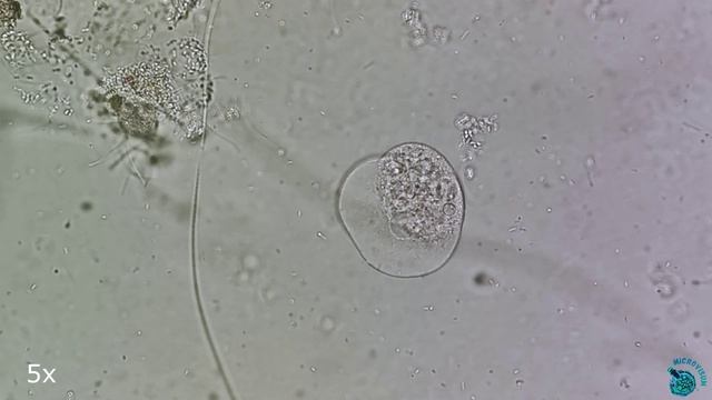 Микромир под микроскопом