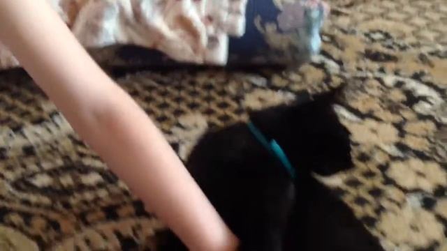 Кошка просто лапочка (Часть 2) смотреть онлайн