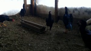 Бойцовые куры  шамо