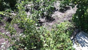 Крыжовник (агрус) грушенька и тясмин дегустация на 7.07.18г