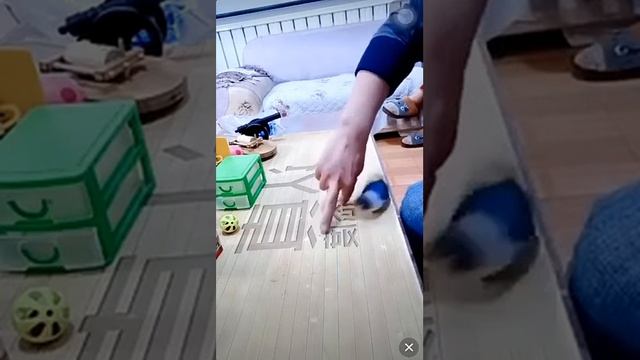 Смешной Китайский попугай смотреть онлайн