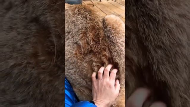 Плюшевая шубка рыси) смотреть онлайн