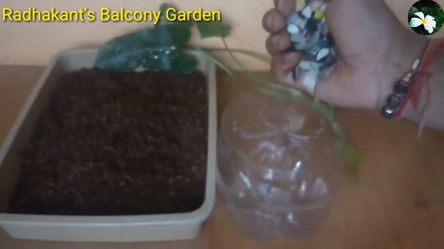 How to grow syngonium plant in soil for cuttings| Care and Propagation of Arrowhead Plants смотреть онлайн