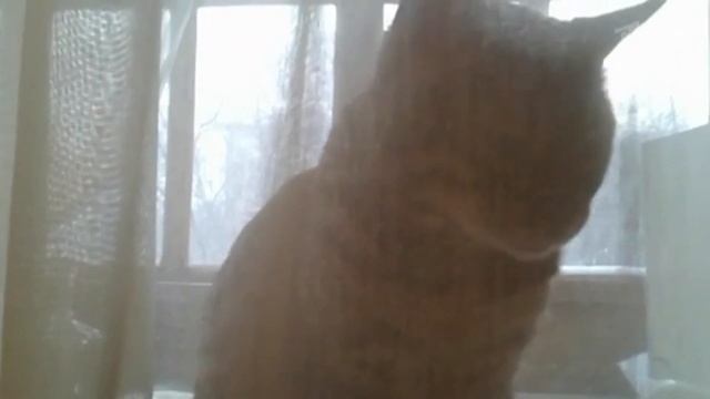 Видели видео с котом Вовкой. смотреть онлайн