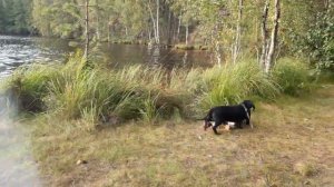 Щукино озеро. Выборгский район Ленинградской области.
