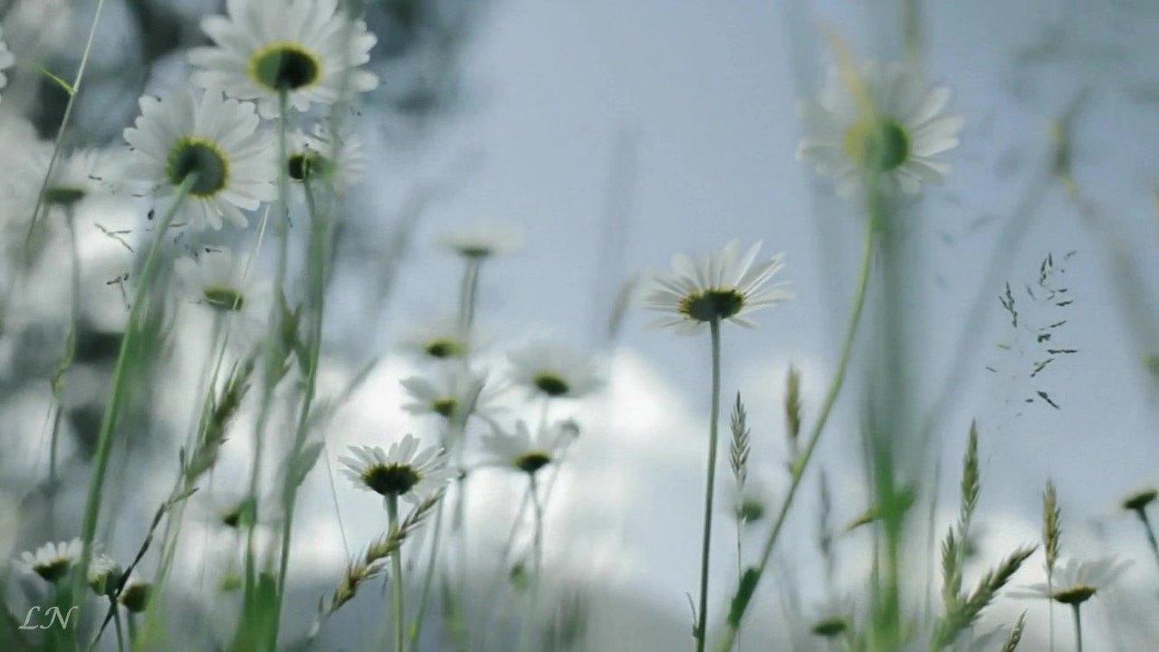 П.И. Чайковский - «Июнь Баркарола» - Tchaikovsky - The Seasons – «Barcarolle June»