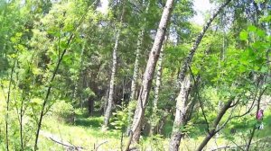 Лес Горы 2021/Крик Сплюшки(совы)