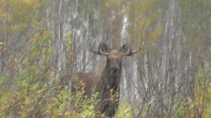 Встретил лося во время гона. Бык подошёл на банку.