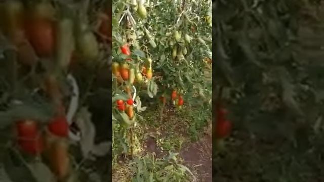 Кормилица микориза- супер результат!!!