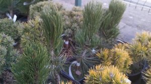 Сосна гельдрейха Сателлит (Satellit)