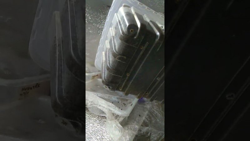 Пальма Трахикарпус из семян