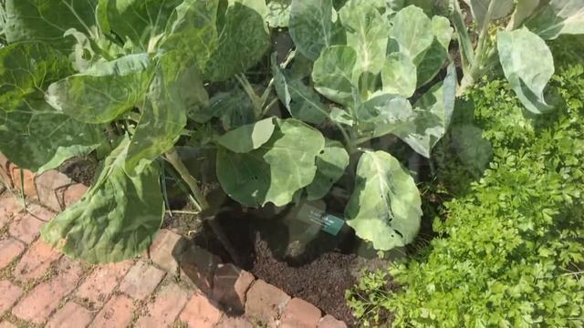 Wild Cabbage - Brassica oleracea - Brassicaceae смотреть онлайн