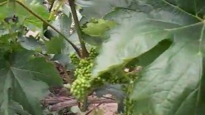 Соцветия сорта винограда Сирень (D-26-1), селекции Павловского Е.Г.