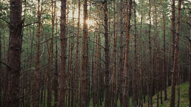 Куршская коса | Национальный парк смотреть онлайн