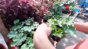 Укоренение ГЕРАНИ Отличный РЕЗУЛЬТАТ как УКОРЕНЕНИТЬ Пеларгонию.mp4