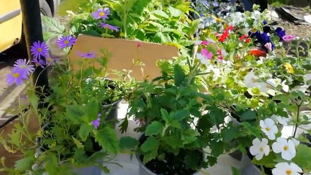 Как я продаю рассаду! смотреть онлайн