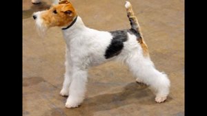 Фокс -Терьер/Fox Terrier (порода собак HD slide show)!