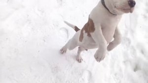 Щенок амстаффа 2,5 месяца, прогулки.