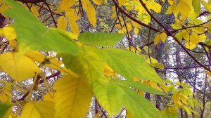 КЛЁНЫ ОСЕНЬЮ. КЛЁН - МОЁ ДЕРЕВО по ГОРОСКОПУ ДРУИДОВ!