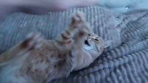 Кошка злится кусается и шипит. Рыжая кошка