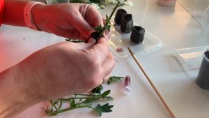 КАК УКОРЕНИТЬ ХРИЗАНТЕМУ , черенки, укоренить из букета из букета