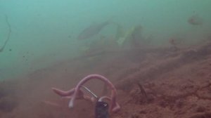 Рыба РАЗРЫВАЕТ пучок червей! Окунь, плотва, густера, бычок. Подводная съемка