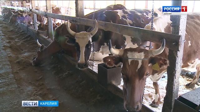 Сделано в Карелии. Молоко из Эссойлы станет еще вкуснее смотреть онлайн