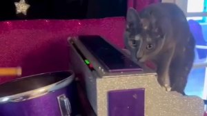 коты играют на музыкальных инструментах😄