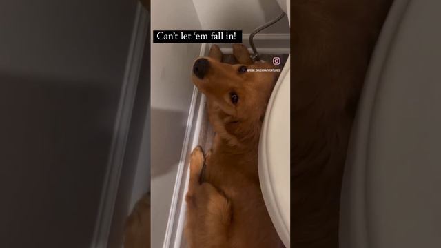 My dog guarding me while using the bathroom 🤣🐾 #goldenretriever #dog #funny #viral #puppy #cute