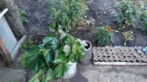 ШОК!!! БЫСТРЫЙ СПОСОБ РАЗВЕДЕНИЯ ШЕЛКОВИЦЫ БЕЗ ПРИВИВОК