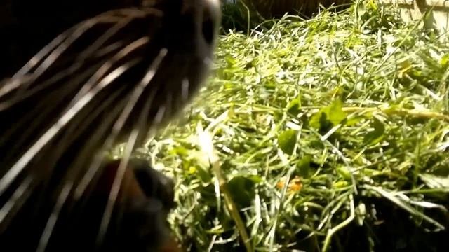 Разведение нутрий Подмосковье-3 La Cría De Nutria Hodowla Nutrii Breeding Nutria 食用營養