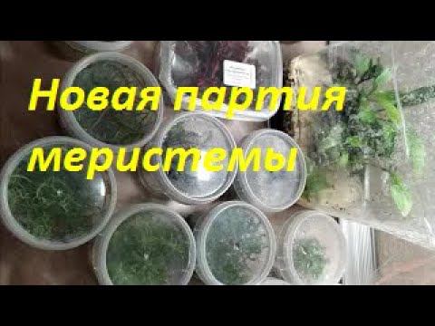 Меристемные аквариумные растения. Акт 3. (Архив от 10.10.2021)