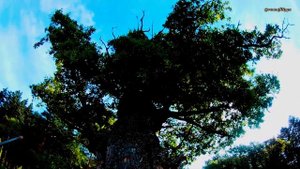 Жабынский мужской монастырь.