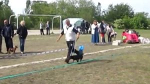 ягдтерьеры выставка собак г.Кишинев  Инди и Лайма