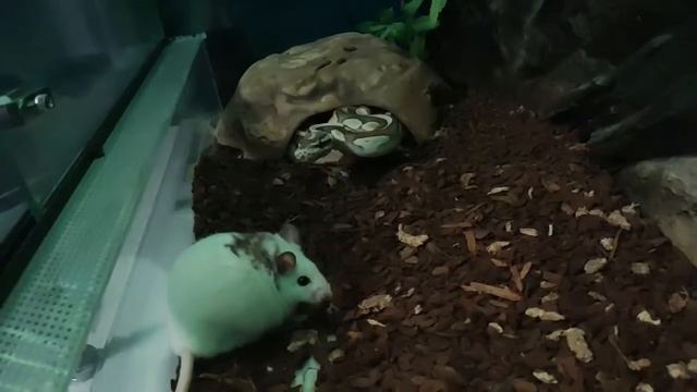 Python Regius slow motion.