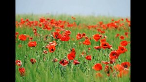 In Flanders Fields Song