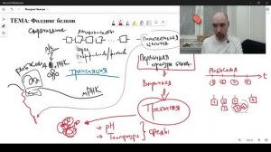 Что такое фолдинг белков? Душкин объяснит