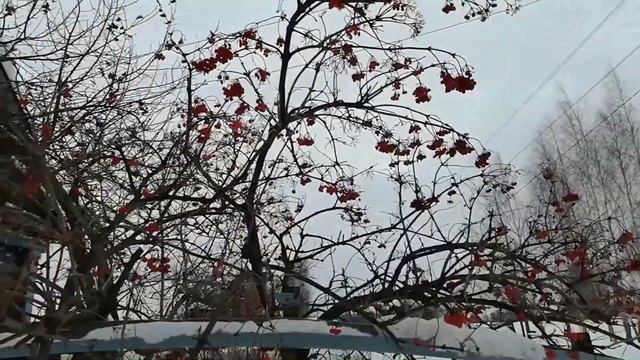 Калина и шиповник зимой смотреть онлайн