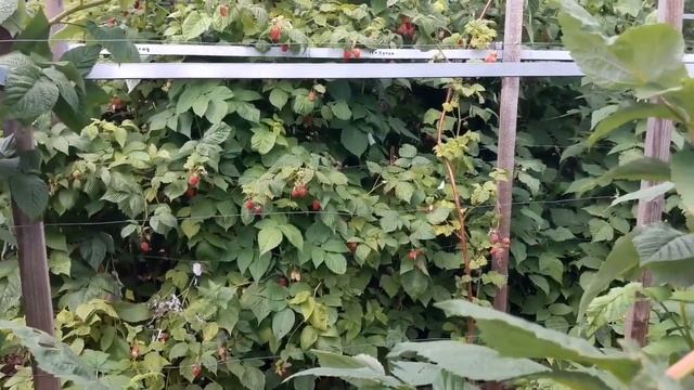 Как ВЫРАСТИТЬ МАЛИНУ КРУПНУЮ, СЛАДКУЮ, ИЗОБИЛЬНУЮ? Сорта малины. ТопСад смотреть онлайн