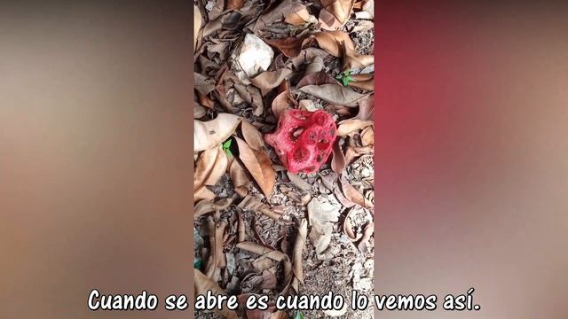 Clathrus Ruber ich maaya t'aan subtitulado смотреть онлайн