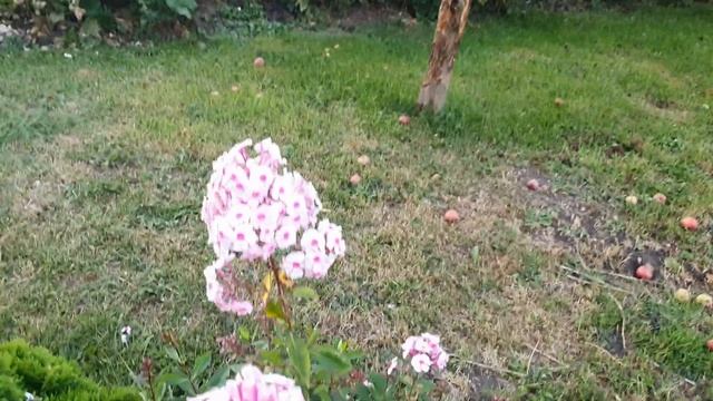 Camera video test 4k 30 fps Видео тест samsung s22 ultra против samsung s10plus  Стоит менять ? смотреть онлайн