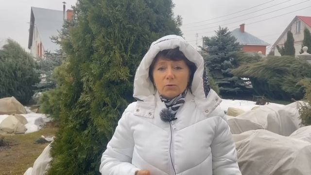 Первые шаги в уходе за розой весной. Внимание АКЦИЯ!. Питомник растений Е. Иващенко смотреть онлайн