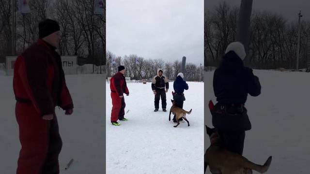 Тренировка бельгийской овчарки/мондьоринг/ малинуа