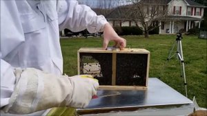 бессотовый пчелопакет,  это современная форма, продажи пчел,package of bees