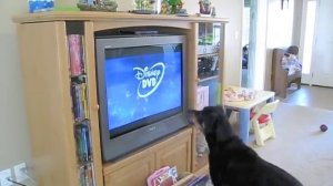 Dog hates Disney DVD's