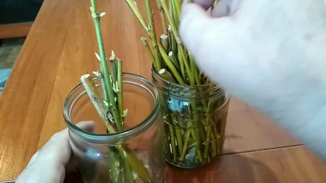 Корневин из ивы / обновленная версия