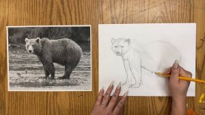 Bear sketch for kids