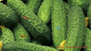 Огурец обыкновенный Амур 1801F1 (amur 1801f1) ? обзор: как сажать, семена огурца Амур 1801F1