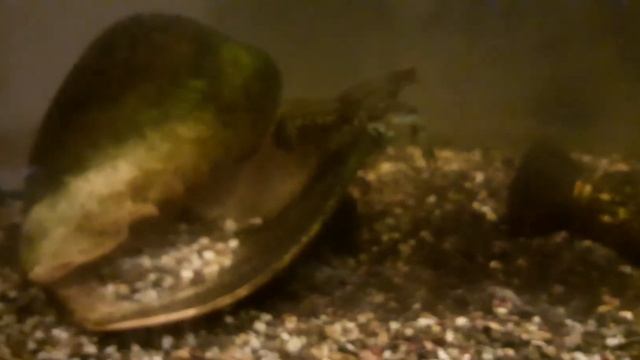 Заснял рождение раков! смотреть онлайн